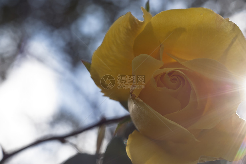 黄玫瑰礼物玫瑰花园太阳花瓣生日日光蓝天射线晴天图片