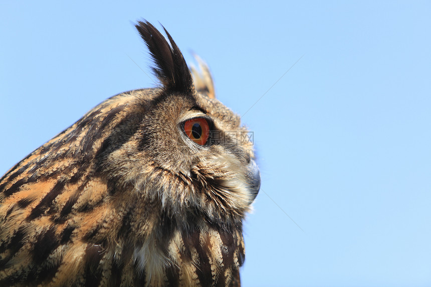 猫头鹰的肖像羽毛动物阳光眼睛蓝色野生动物日光布布荒野天空图片