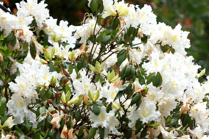 白花丛白色宝珠花瓣植物学绿色叶子衬套花园黄色红色图片