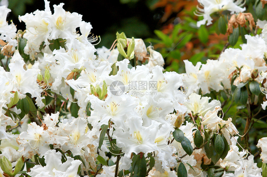 白花丛宝珠植物植物学红色花瓣植物群黄色花园绿色白色图片