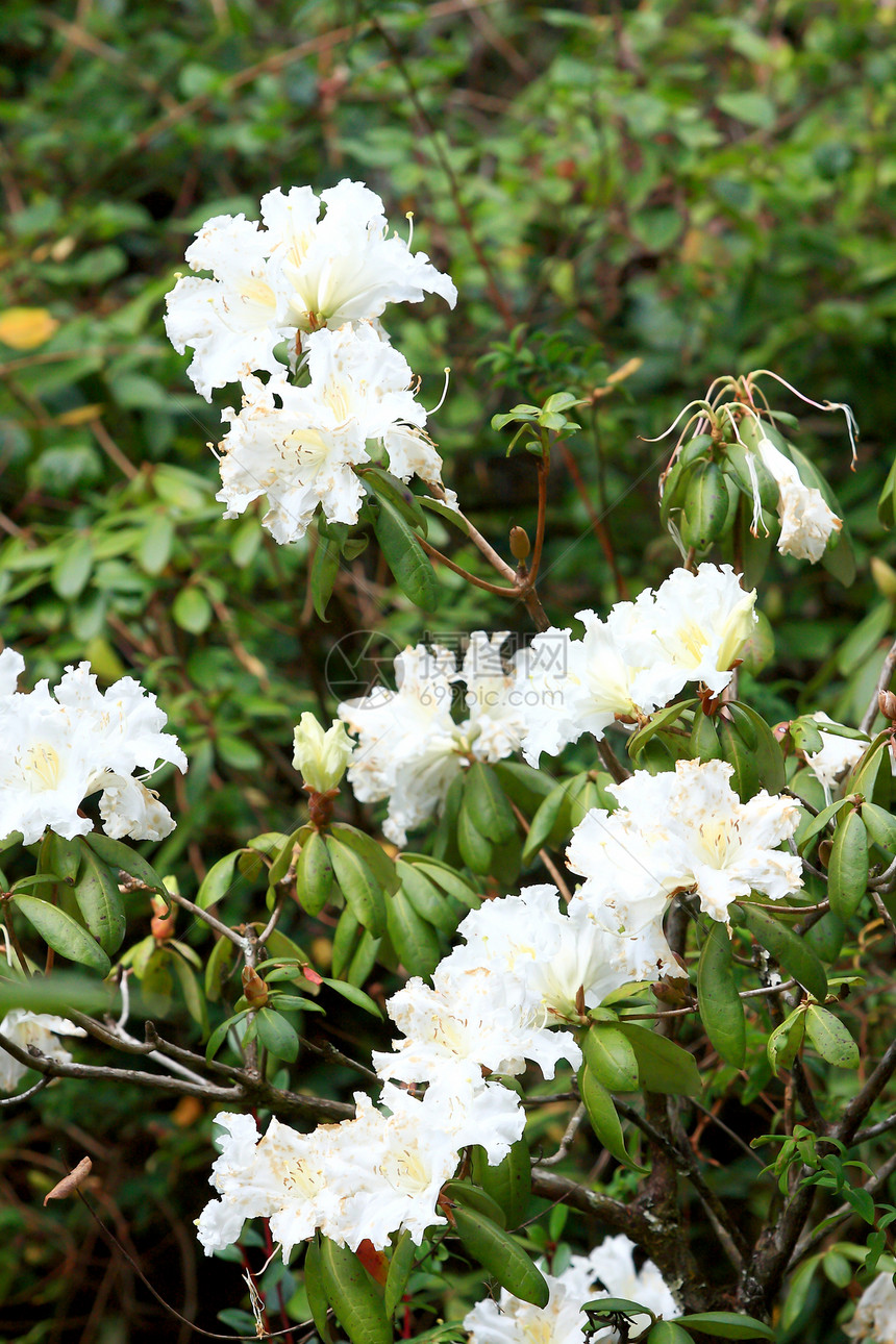 白花丛宝珠植物花瓣绿色花园植物学红色白色活力植物群图片