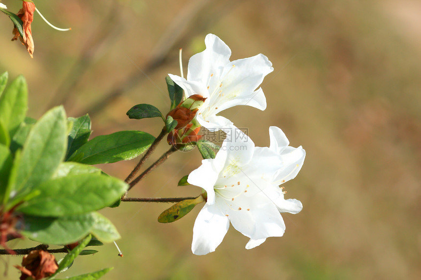白花丛花瓣叶子宝珠灌木活力白色植物红色衬套绿色图片