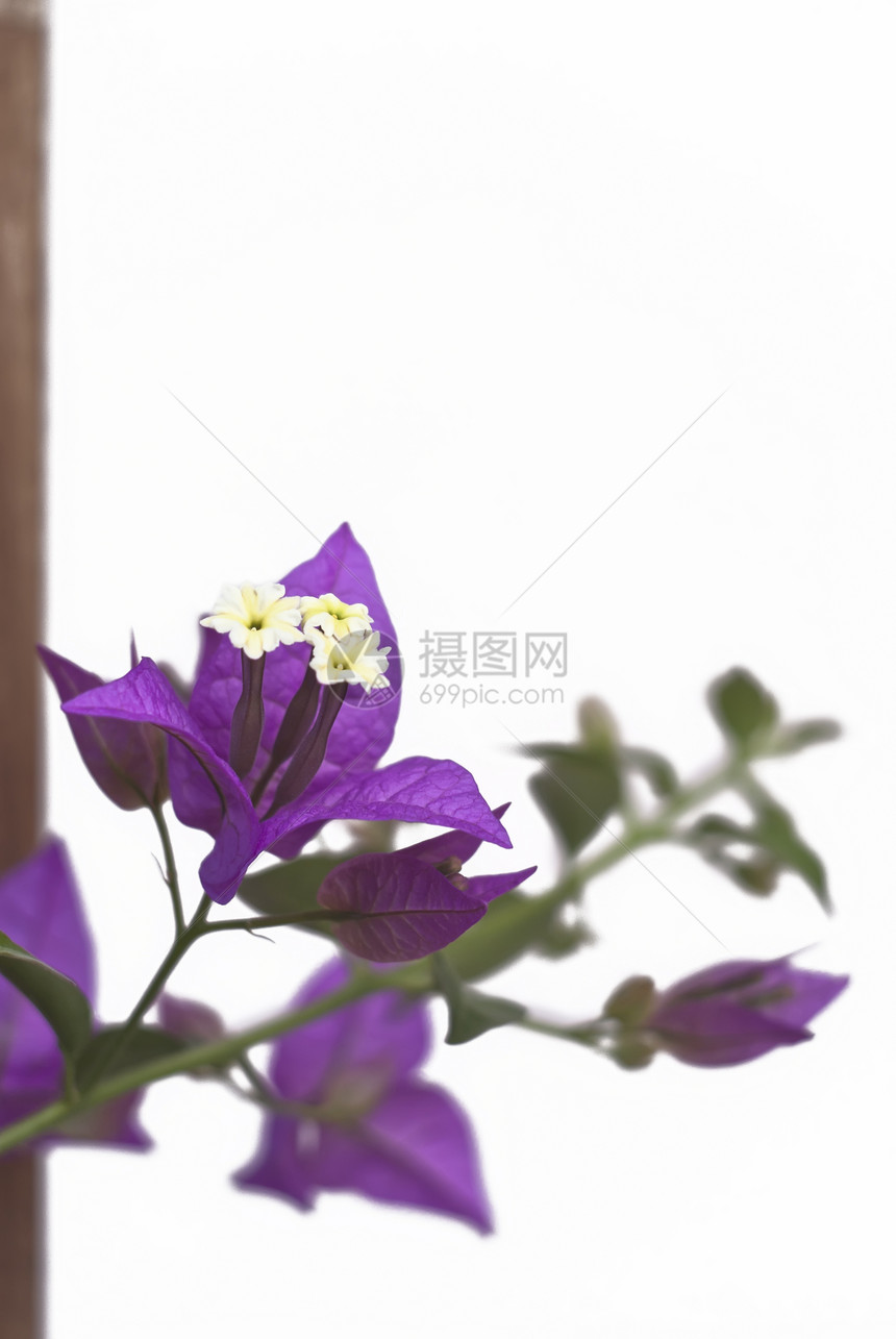紫色布干维尔花朵a图片