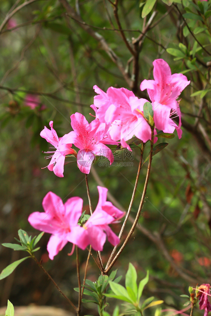 Azalea 选择性焦点脆弱性衬套紫色公园宏观叶子美丽植物学雌蕊粉红色图片