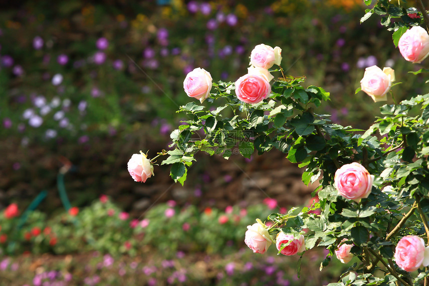 花园里的玫瑰花生长美丽叶子植物园艺玫瑰阳光花瓣太阳植物学图片