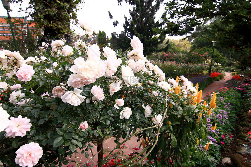 花园里的玫瑰花阳光太阳玫瑰植物学美丽园艺花瓣生长植物叶子图片