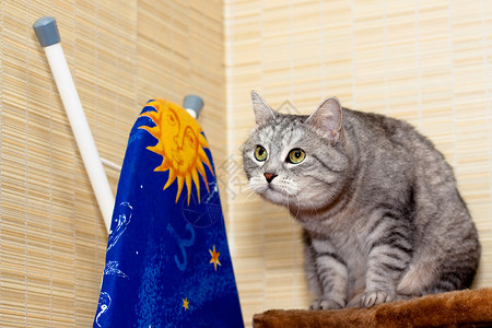 篮球衣号码Crey 篮球猫宠物灰色姿势虎斑衣板头发猫科动物水平棕色背景