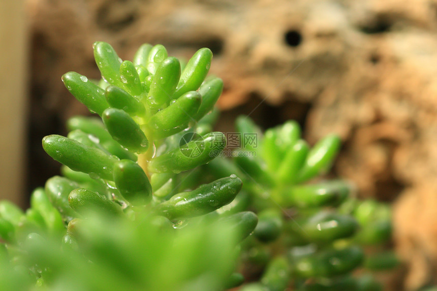 仙人掌的顶部视图花瓣绿色肉质园艺叶子宏观生长植物学药品活力图片