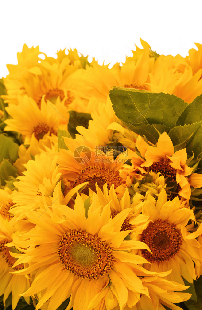 向日向喜悦幸福阳光花序花朵温暖太阳图片