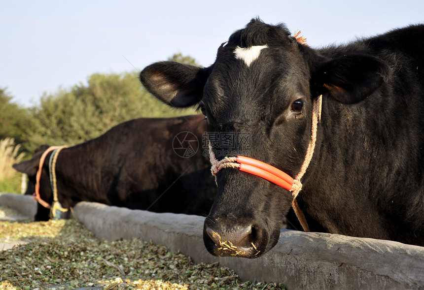 水牛在印度农场喂养图片