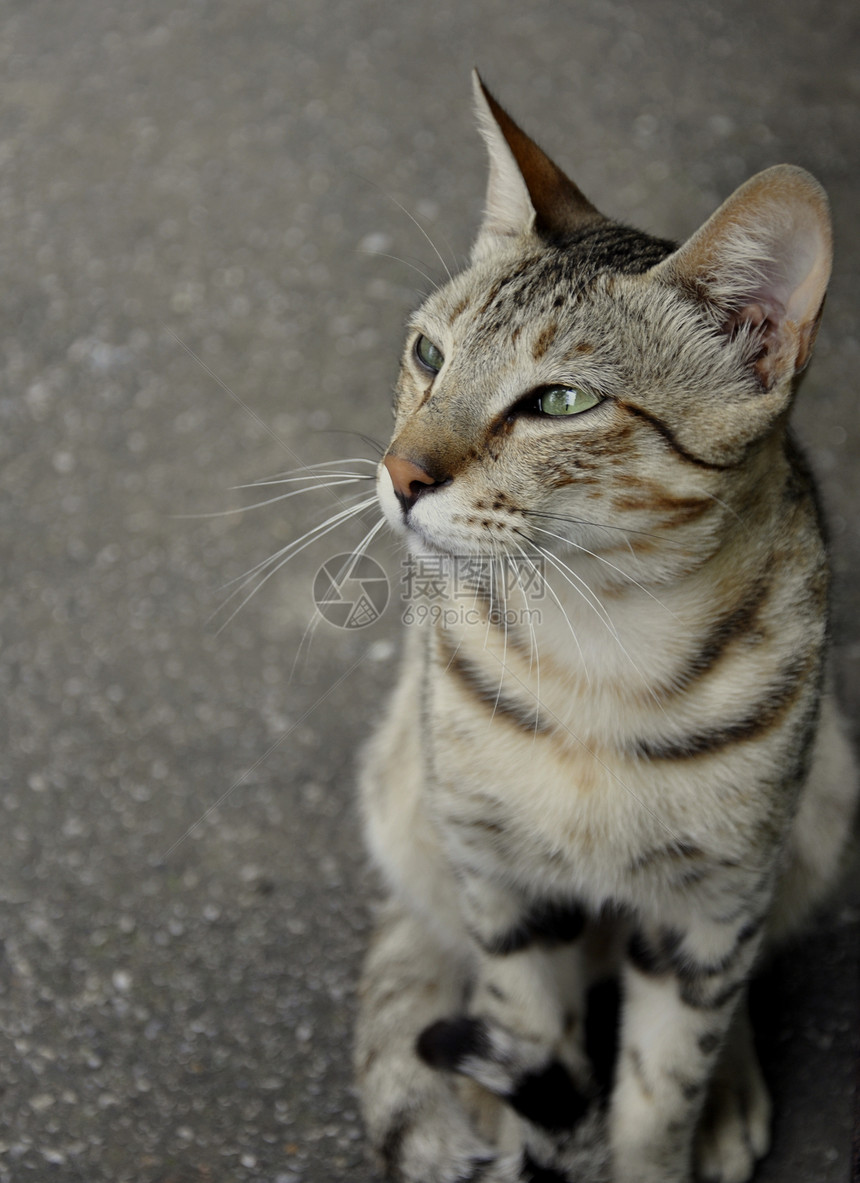 A猫生命眼睛感官动物野生动物自反性哺乳动物荒野捕食者猎人猎物图片