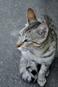 自反的A猫生命猎人哺乳动物野生动物毛皮山猫捕食者猫眼猎物自反性荒野背景