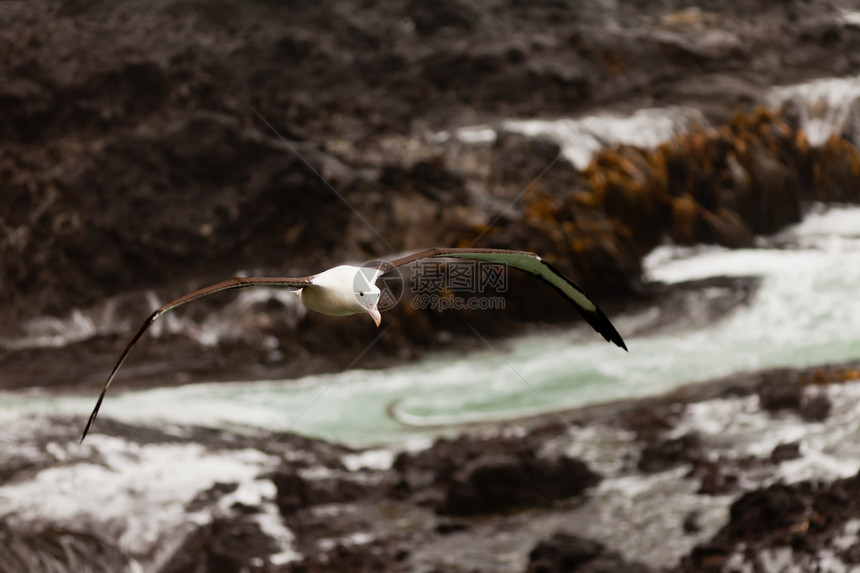 南部皇家信天翁支撑翅膀飞行翼展跨度空气海鸟动物岩石悬崖图片