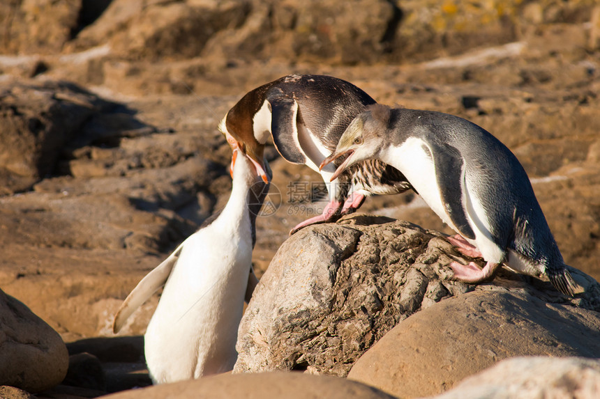 NZ 黄眼企鹅或Hoiho喂养幼鸟黄眼睛嵌套成人少年海鸟环境动物生态鸟类学野生动物图片