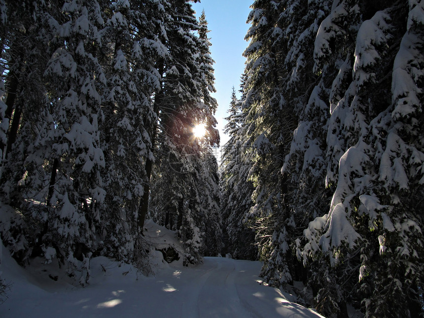 白雪森林树木太阳雪景木头旅行童话季节性乡村曲目晴天图片