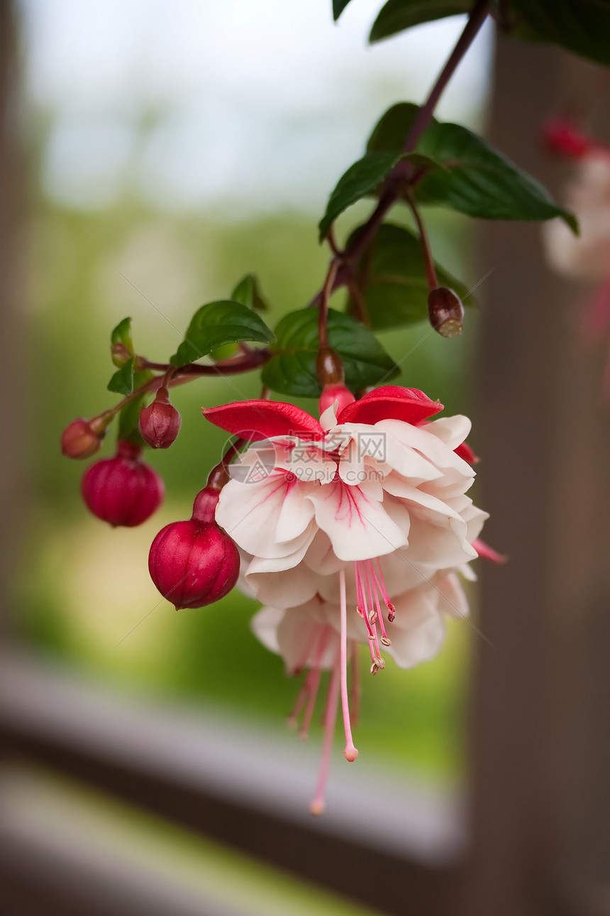 Fuchsia 花朵宏观叶子紫红色植物群植物学杂交种花瓣花园热带植物图片