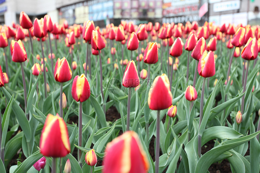 城里的郁金香花店城市植物植物群花束快乐花园街道花瓣图片