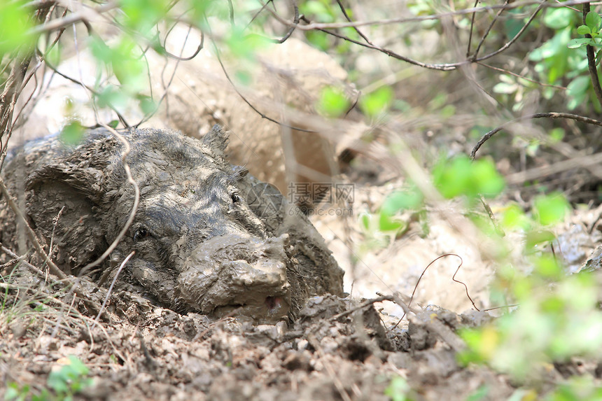 野猪以泥土喂养生物公猪耳朵野生动物眼睛森林哺乳动物毛皮荒野男性图片