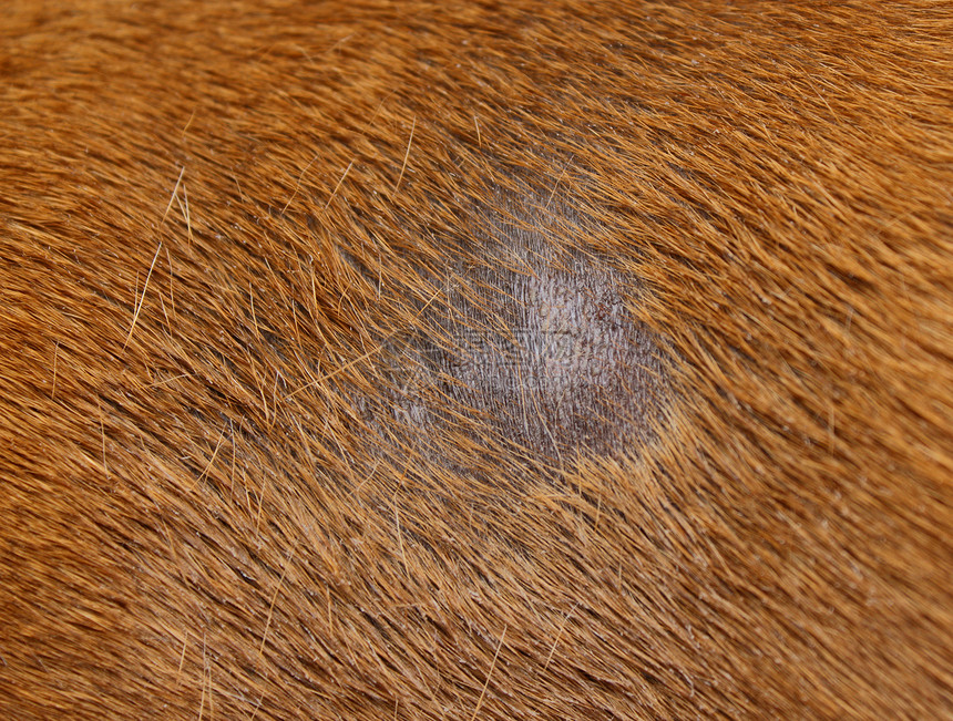 狗的真菌感染图片