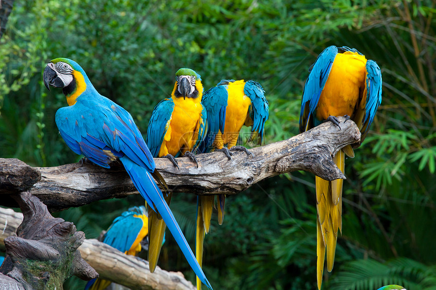 彩色金刚鹦鹉动物园丛林鸟类羽毛鹦鹉蓝色翅膀绿色宠物热带图片