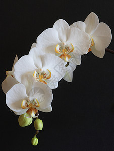 白兰花植物白色背景图片
