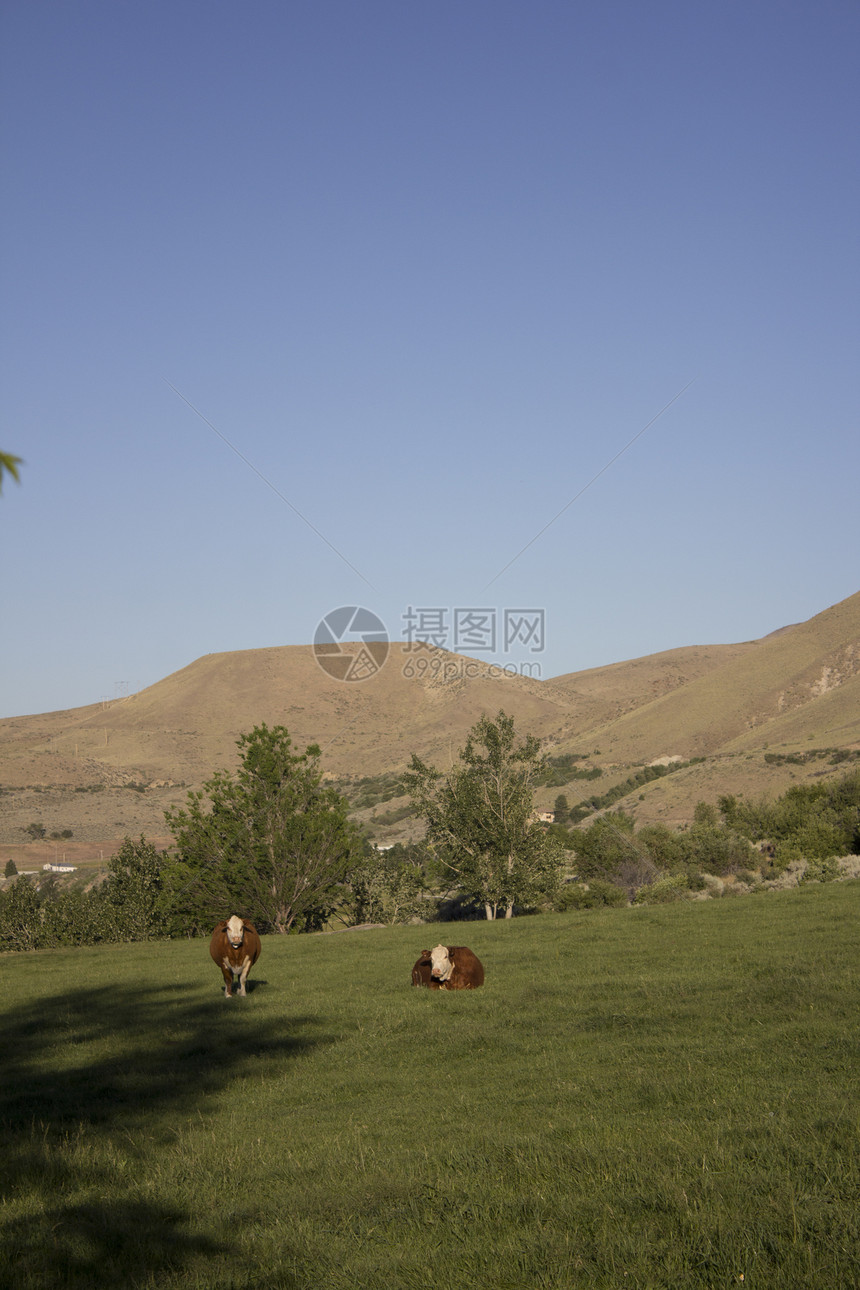 牛在牧草中吃草乳房农场低角度草地偏光片田园阳光色彩牧场家牛图片