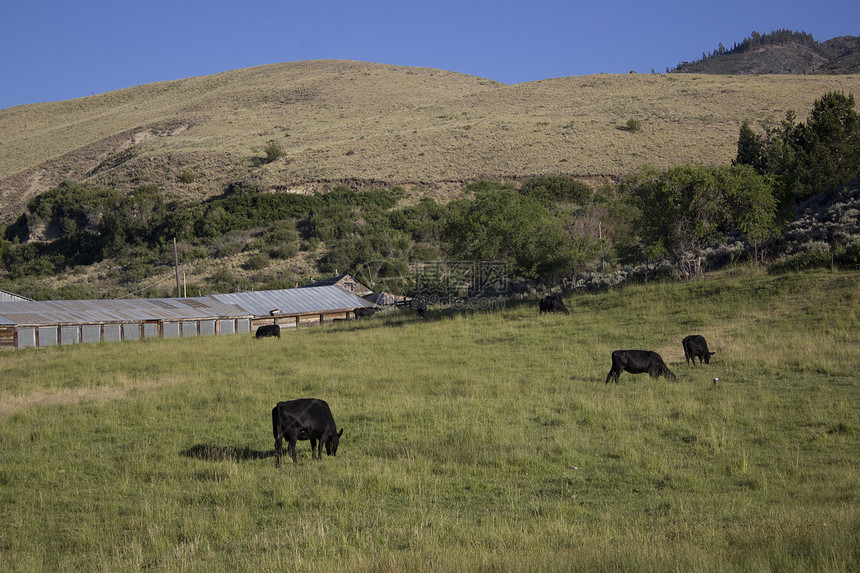 牛在牧草中吃草蓝色奶牛场阳光场地田园天空家牛低角度农业视图图片