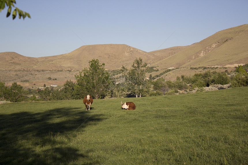 牛在牧草中吃草视图蓝色低角度农业摄影奶牛场土地农场场地天空图片