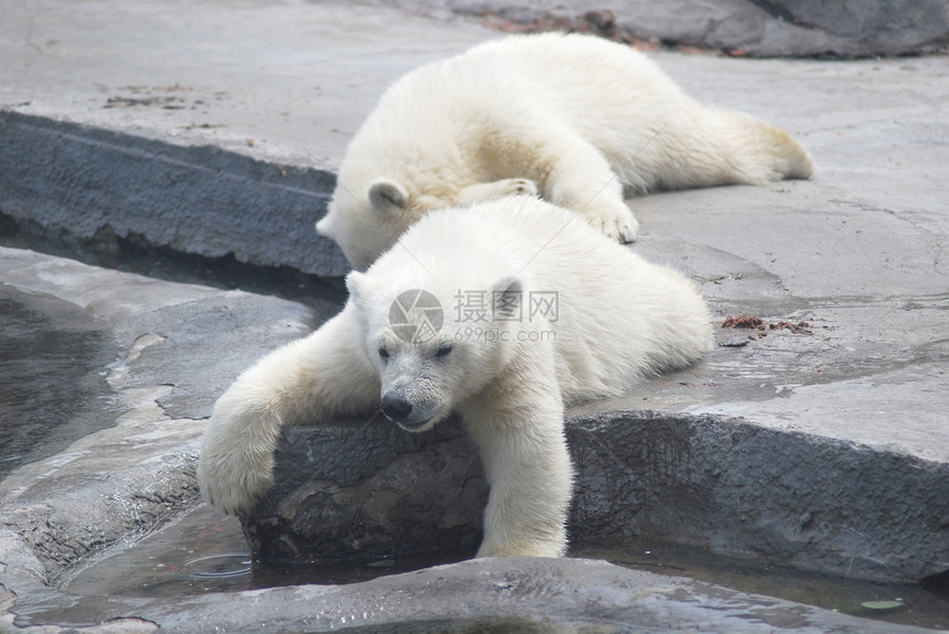 两只白熊幼熊 躺在石头上哺乳动物动物园婴儿幼兽掠夺性野生动物孩子动物荒野捕食者图片