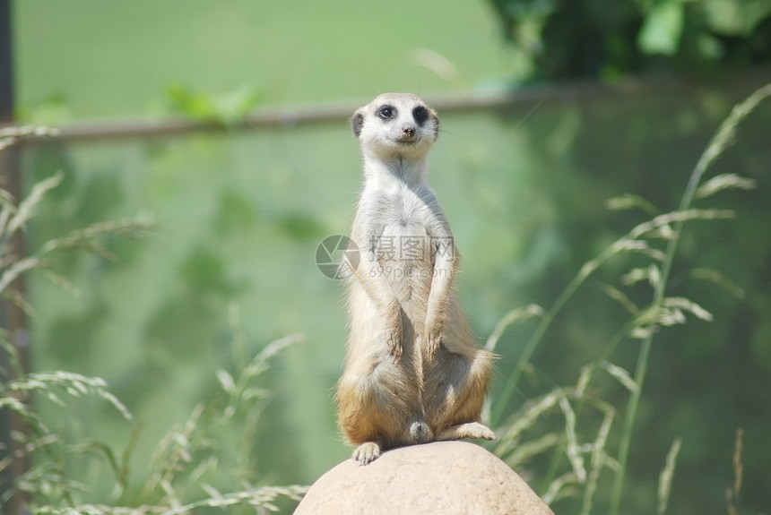 Meerkat 肖像 沙漠野生生物哺乳动物野生动物鼻子眼睛荒野动物猫鼬图片