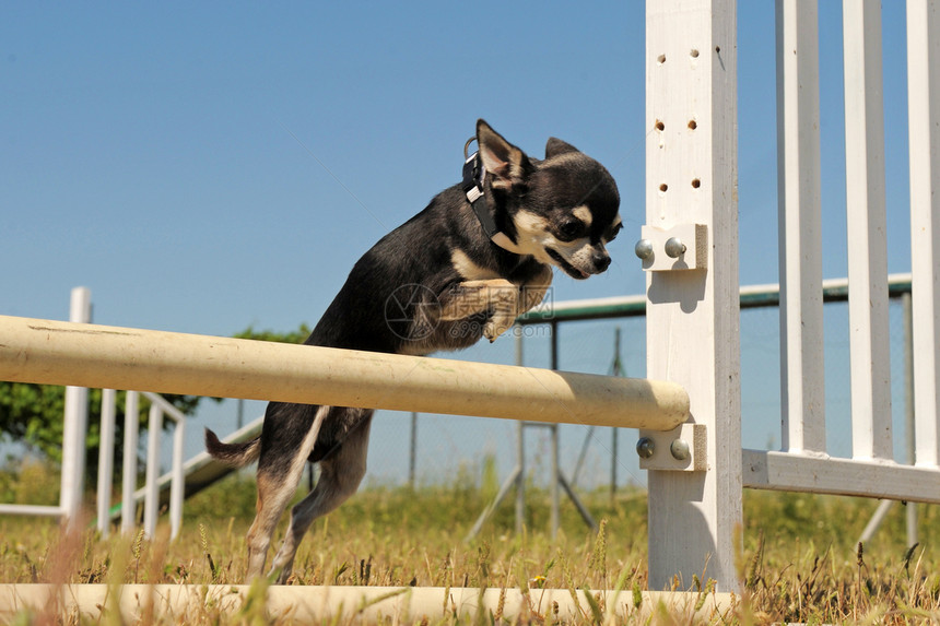 跳跃的吉娃娃宠物训练活动白色动物闲暇伴侣竞赛犬类运动图片