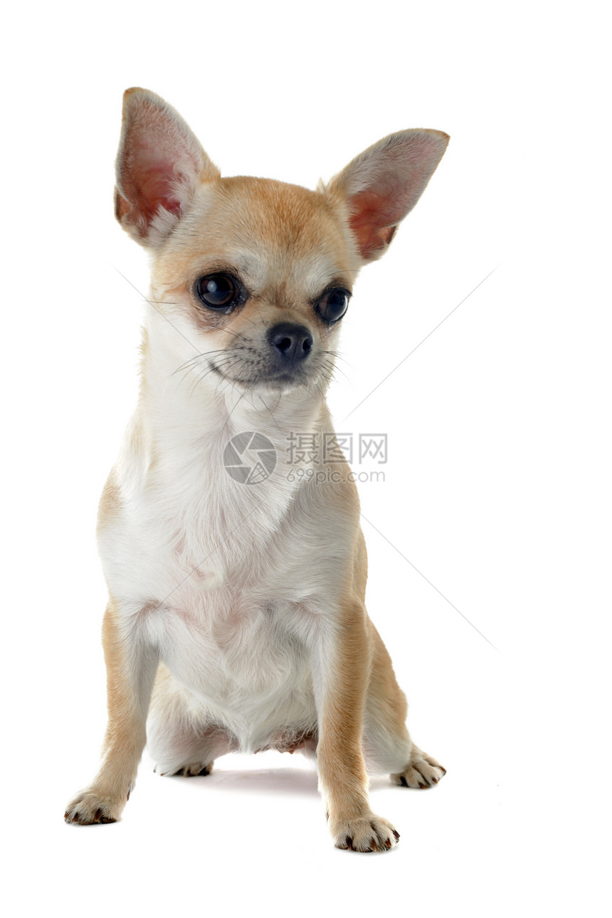 小狗吉娃娃棕色宠物工作室犬类棕褐色伴侣动物图片