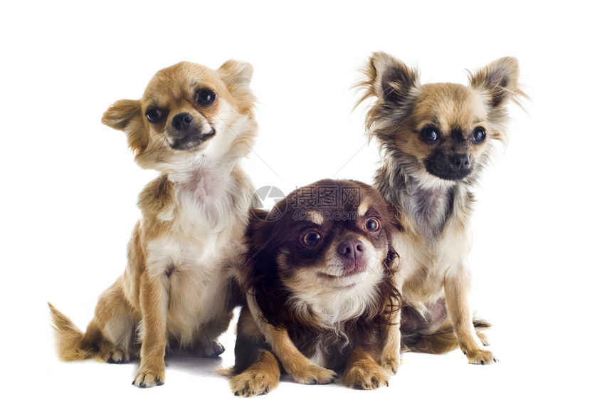 3个吉娃娃犬类工作室宠物团体白色动物棕褐色伴侣棕色图片