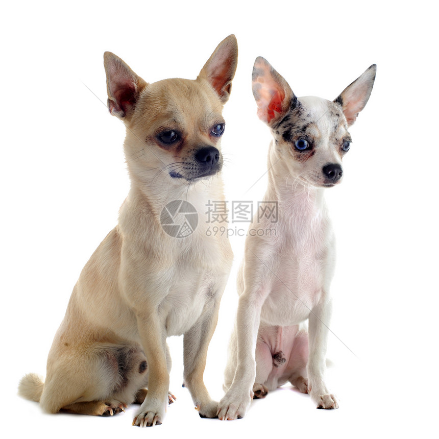 吉华人男性工作室眼睛棕色伴侣宠物动物白色犬类棕褐色图片