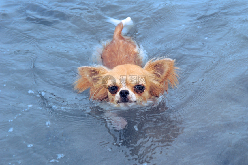 游泳吉华花棕色白色伴侣犬类运动宠物动物图片