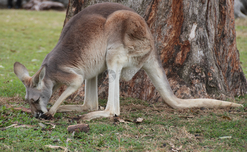 澳大利亚袋鼠动物群生物荒野灰色野生动物毛皮哺乳动物动物图片