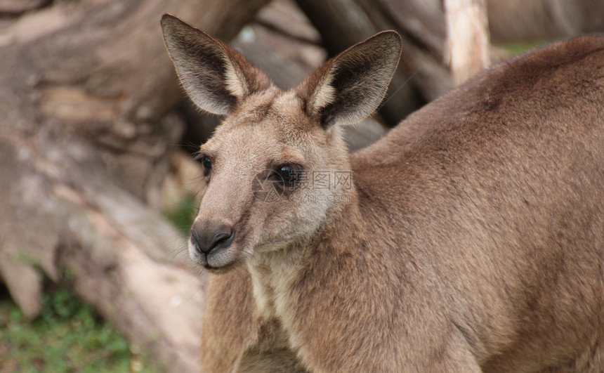 澳大利亚袋鼠动物野生动物荒野棕色哺乳动物图片