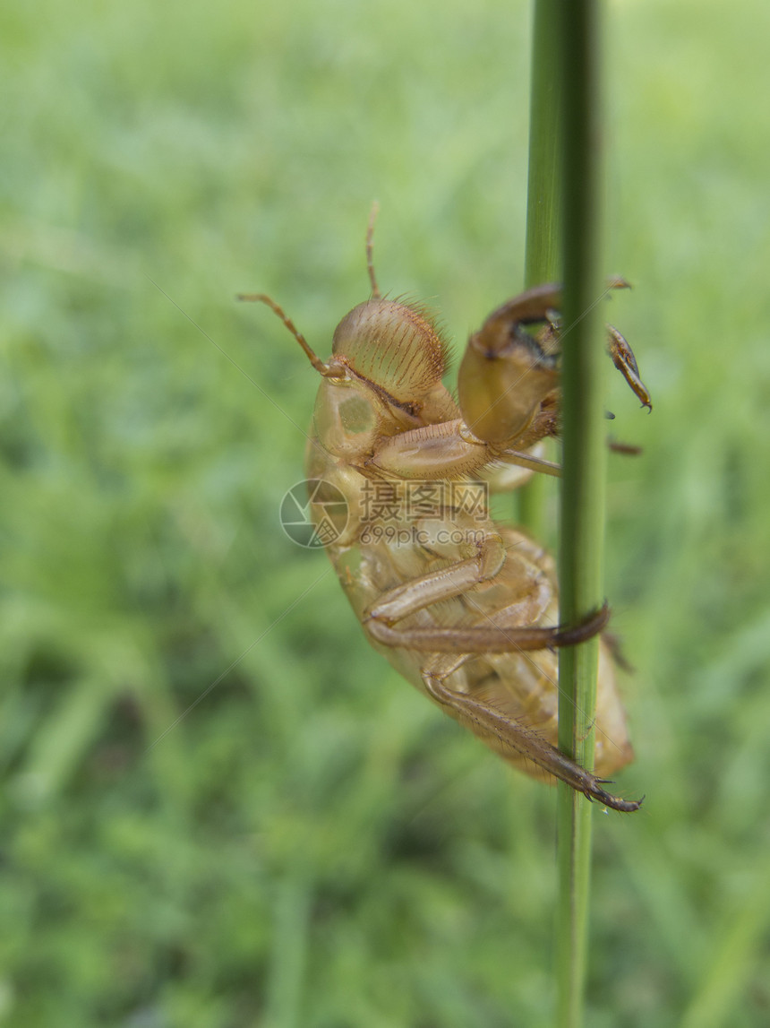 清空 cicada 贝壳昆虫生物学学家绿色动物刺槐天线野生动物地衣蜕皮图片