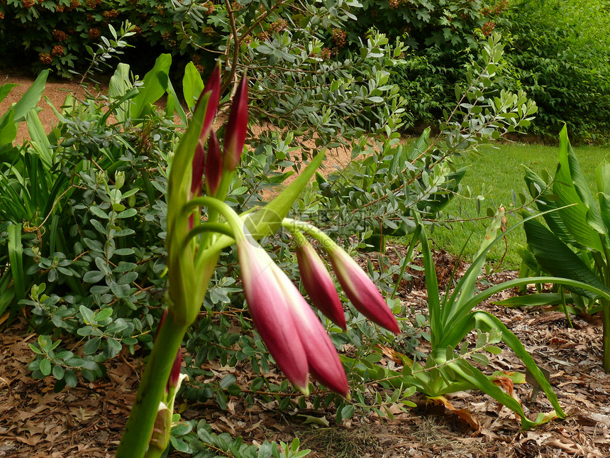 紫丽紫色植物群植物蜘蛛植物学粉色紫花花园树叶百合图片