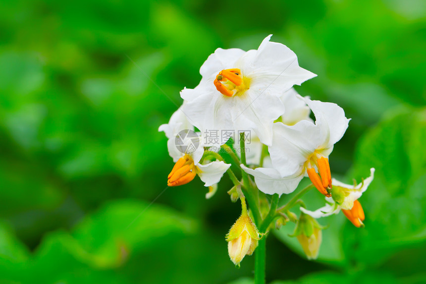 一朵土豆植物的白花图片