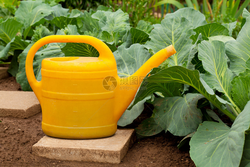 蔬菜园中的黄水罐头图片