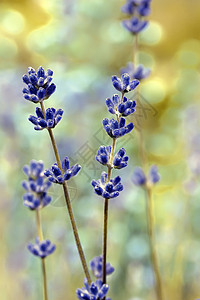 淡紫花田 有软焦点的宏宏观紫丁香场地植物紫色野花美丽灌木草地香味背景图片
