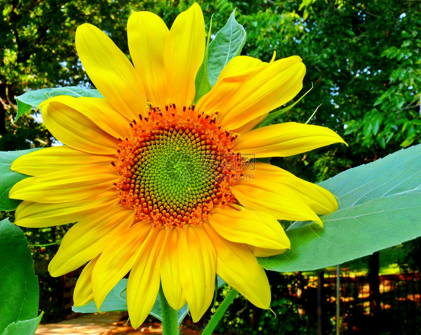 巨向日葵向日葵橙子植物学园艺花粉花瓣花园日葵绿色黄色图片