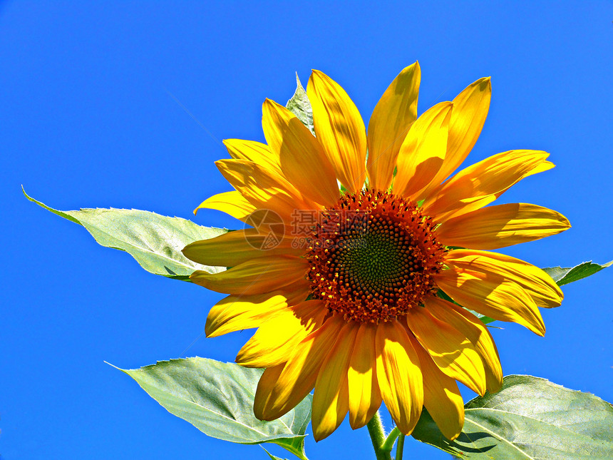 蓝天和向日葵农业阳光植物学黄花晴天黄色天空植物蓝色花园图片