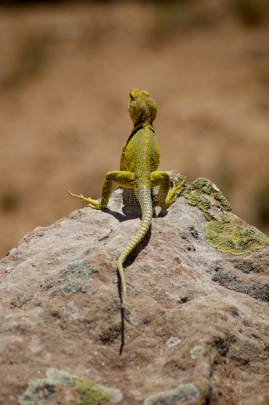 黄蜥蜴/Gecko - 宏观图片