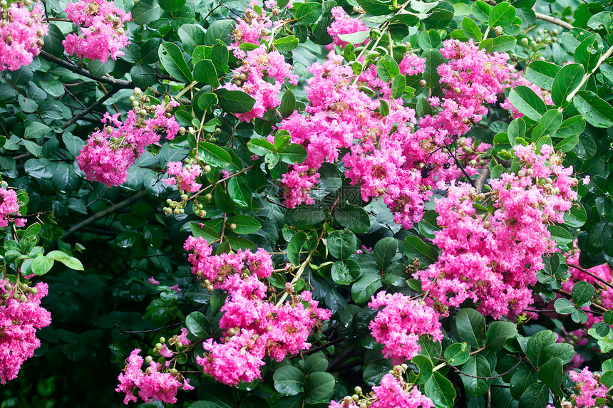 草花花花朵材料红色植物花园热带环保环境树木图片