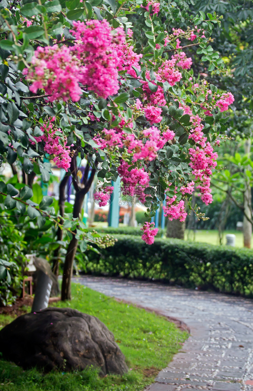 草花花花朵热带花园环境材料植物红色环保树木图片