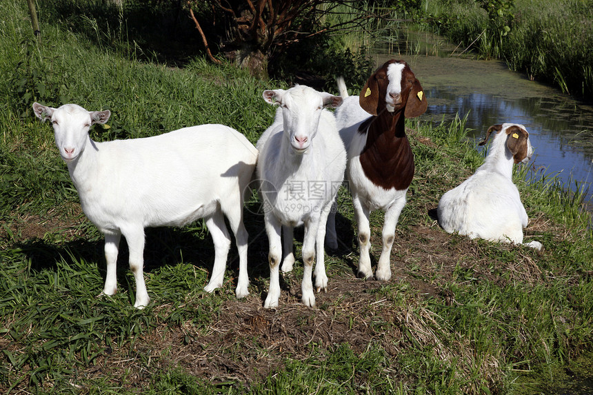 四只山羊在草地的沟渠旁图片