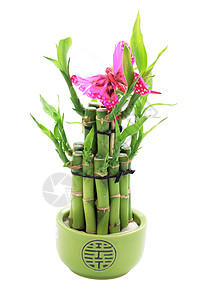粉色竹子素材幸运竹白色绿色盆栽植物群蝴蝶粉色竹子生长文化风水背景