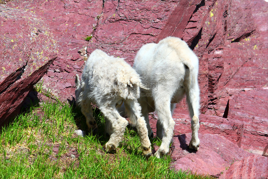 山羊冰川国家公园图片
